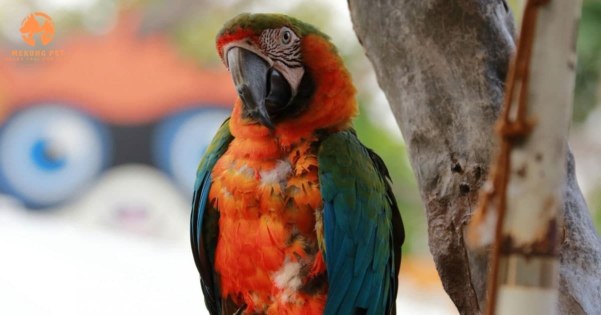 Mua Bán Vẹt Macaw Tại TP.HCM: Cơ Hội Sở Hữu Loài Vẹt Độc Đáo